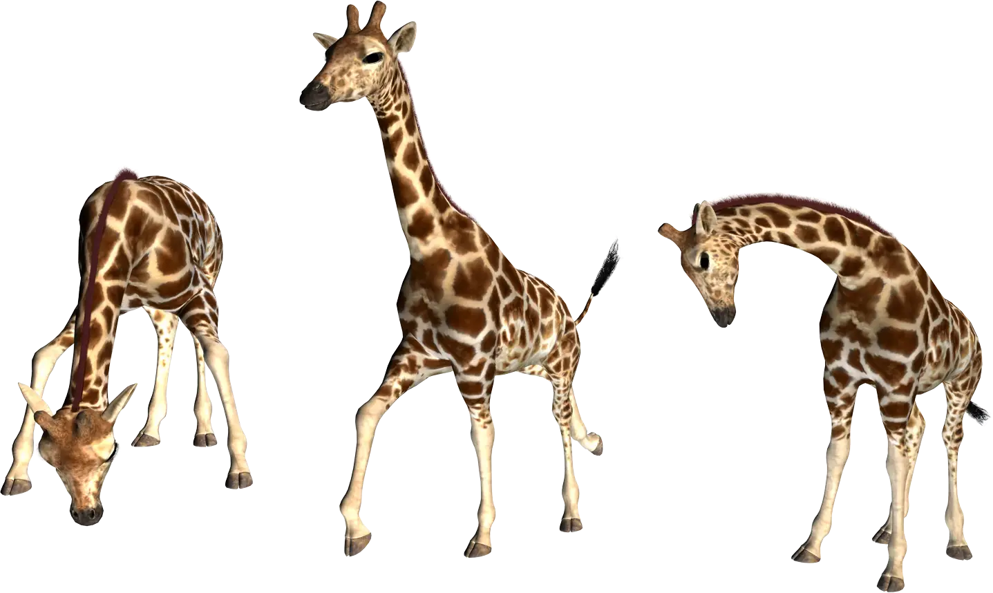 Three Giraffes in Different Poses Illustration