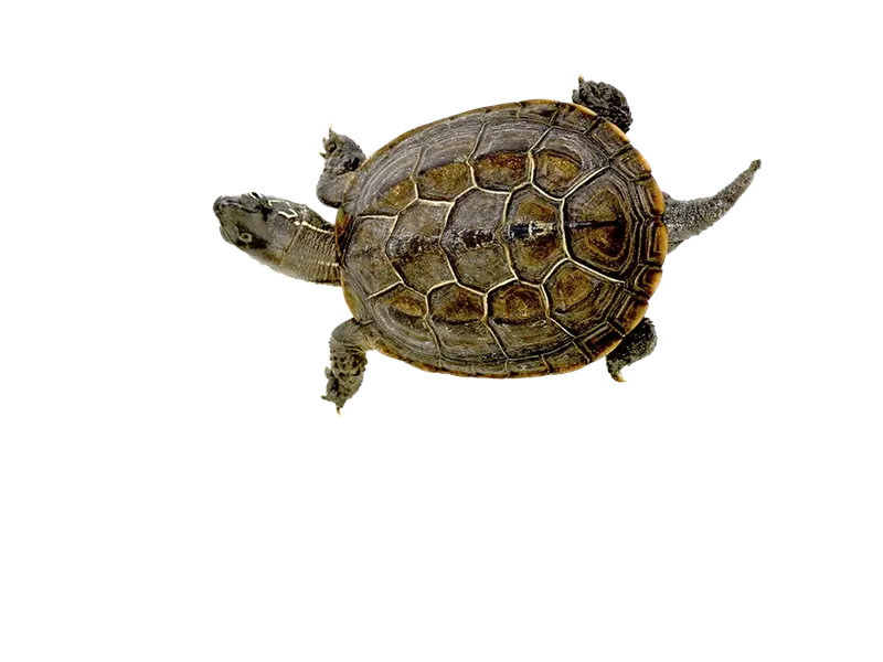 Turtle with Detailed Shell Patterns