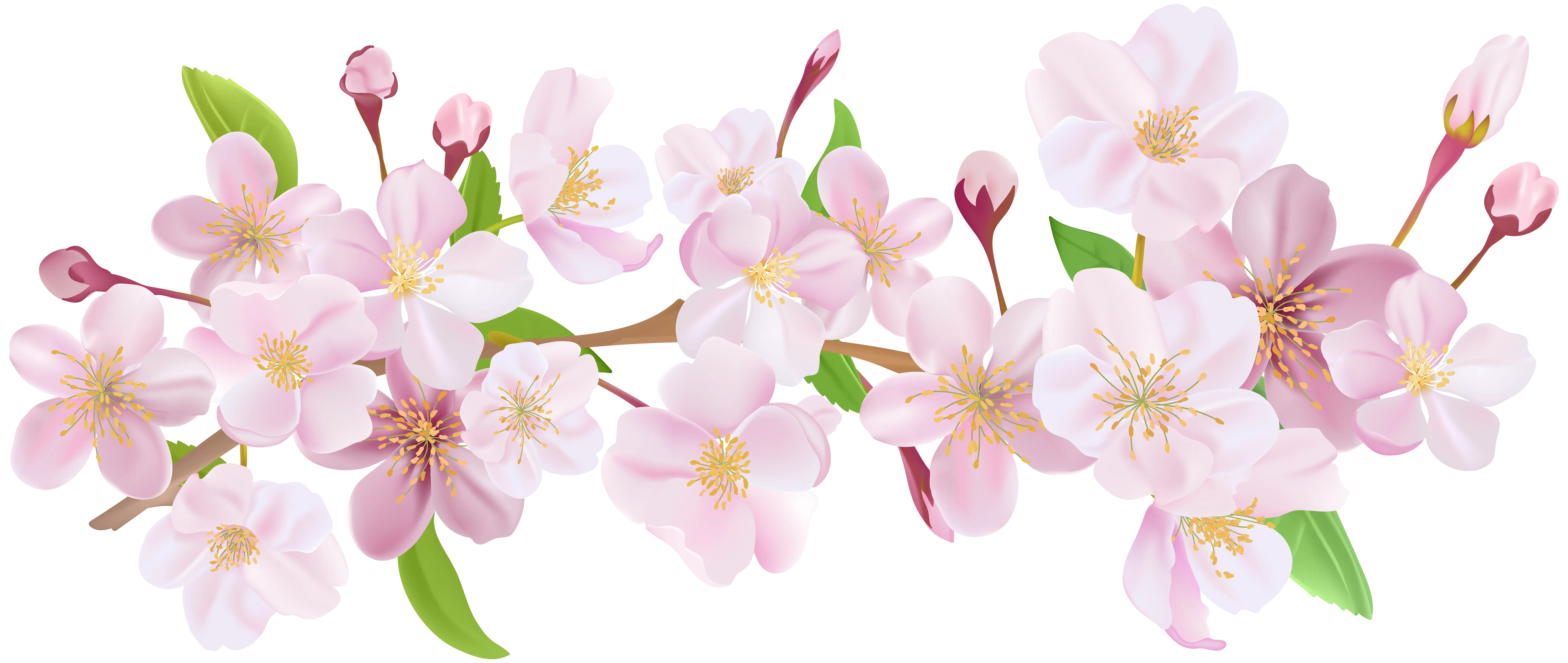 Cherry Blossom Branch in Full Bloom