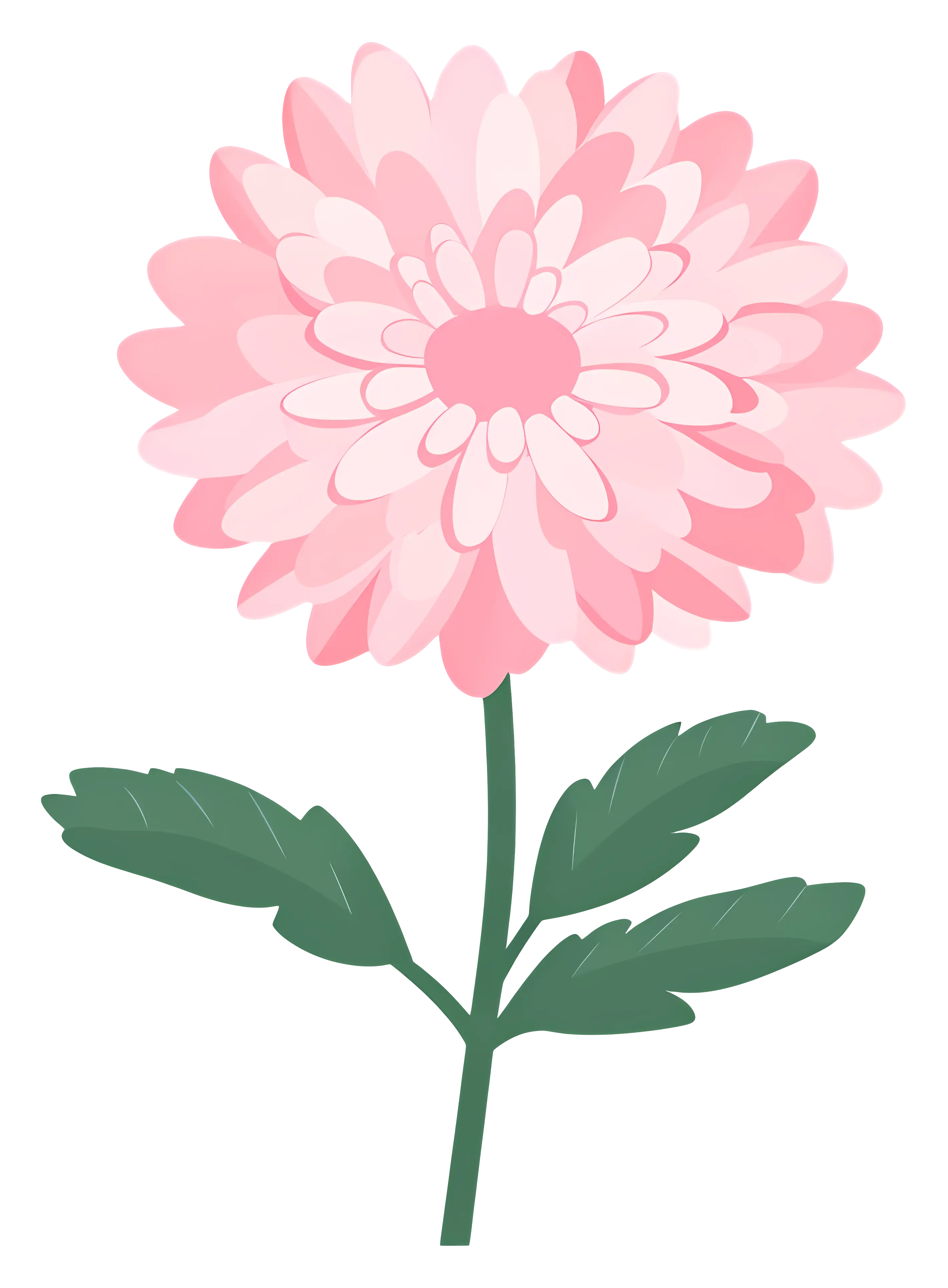 Illustration of a Pink Chrysanthemum Flower