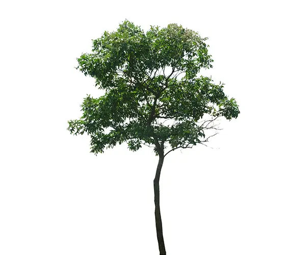 Tree with Lush Green Leaves