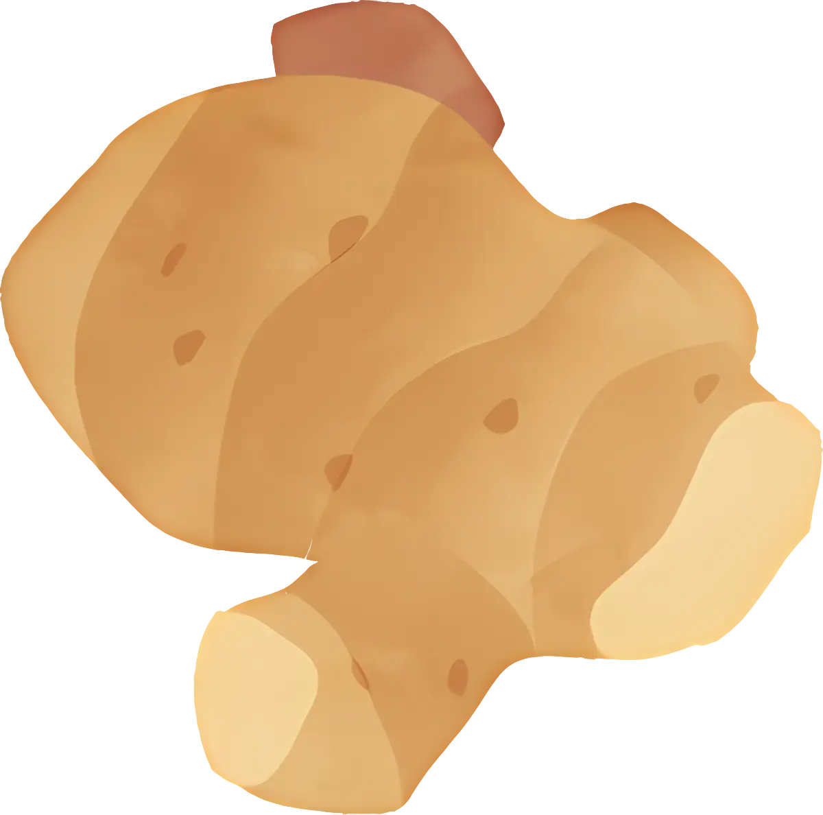 Fresh Ginger Root in Simple Illustration Style