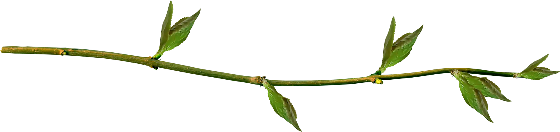Green Bamboo Branch with Leaves