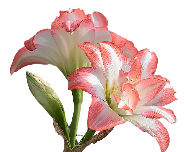 Amaryllis Flowers in Full Bloom