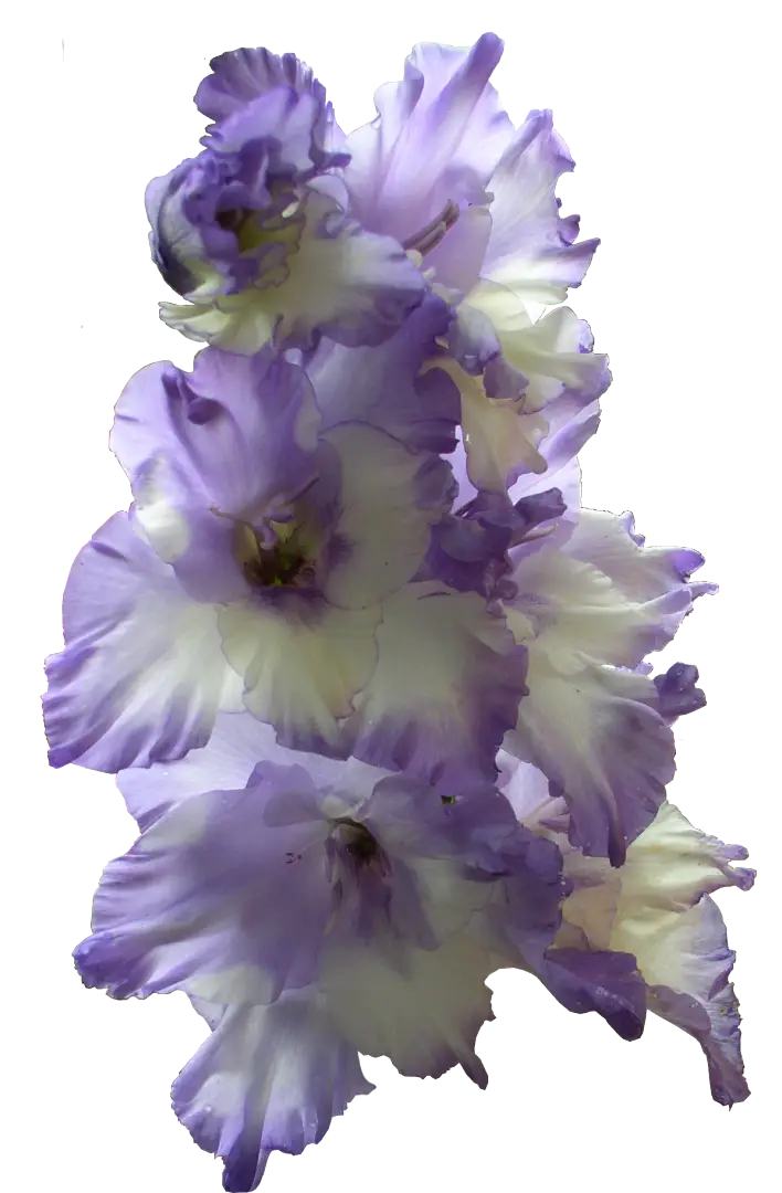 Purple Gladiolus Flowers