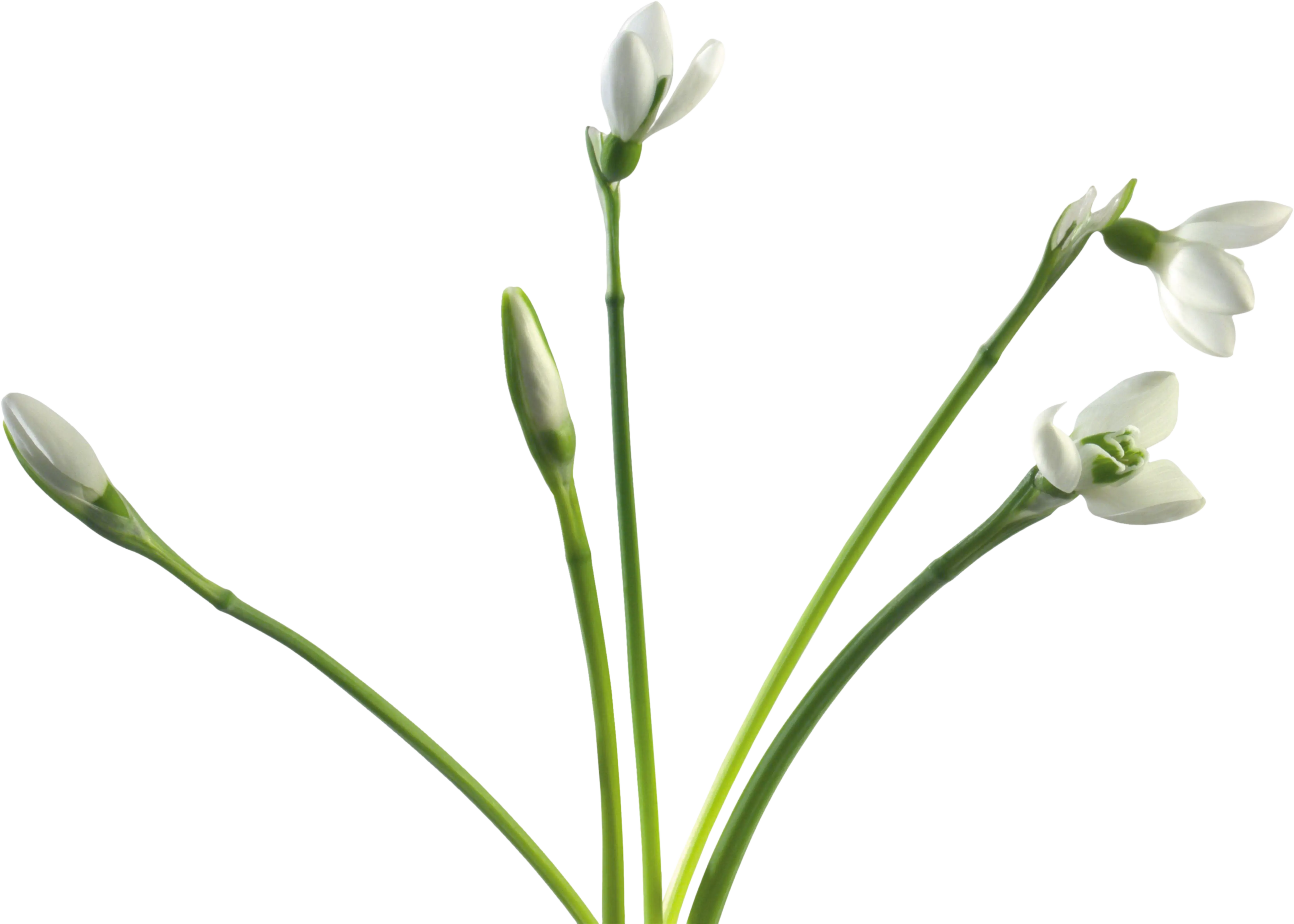 Delicate White Snowdrop Flowers