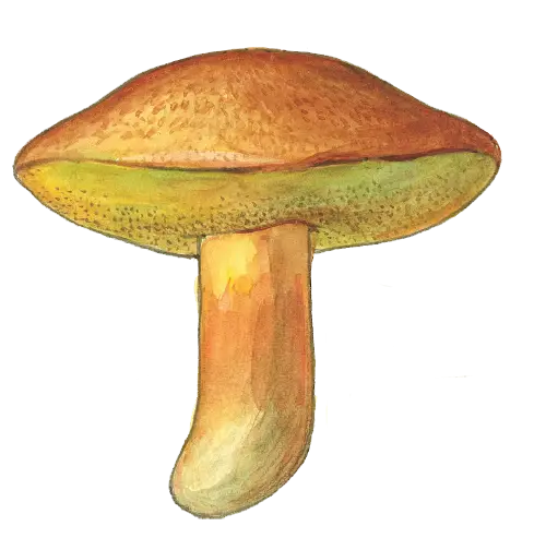 Hand-Drawn Mushroom Illustration