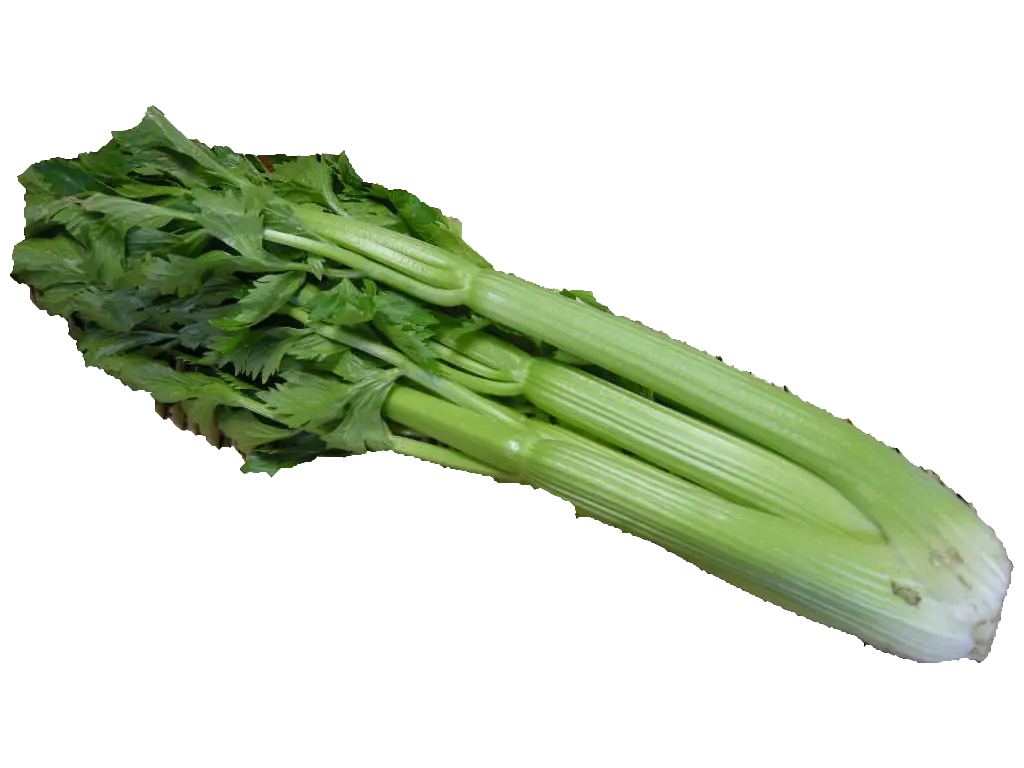 Fresh Green Celery Stalks for Cooking