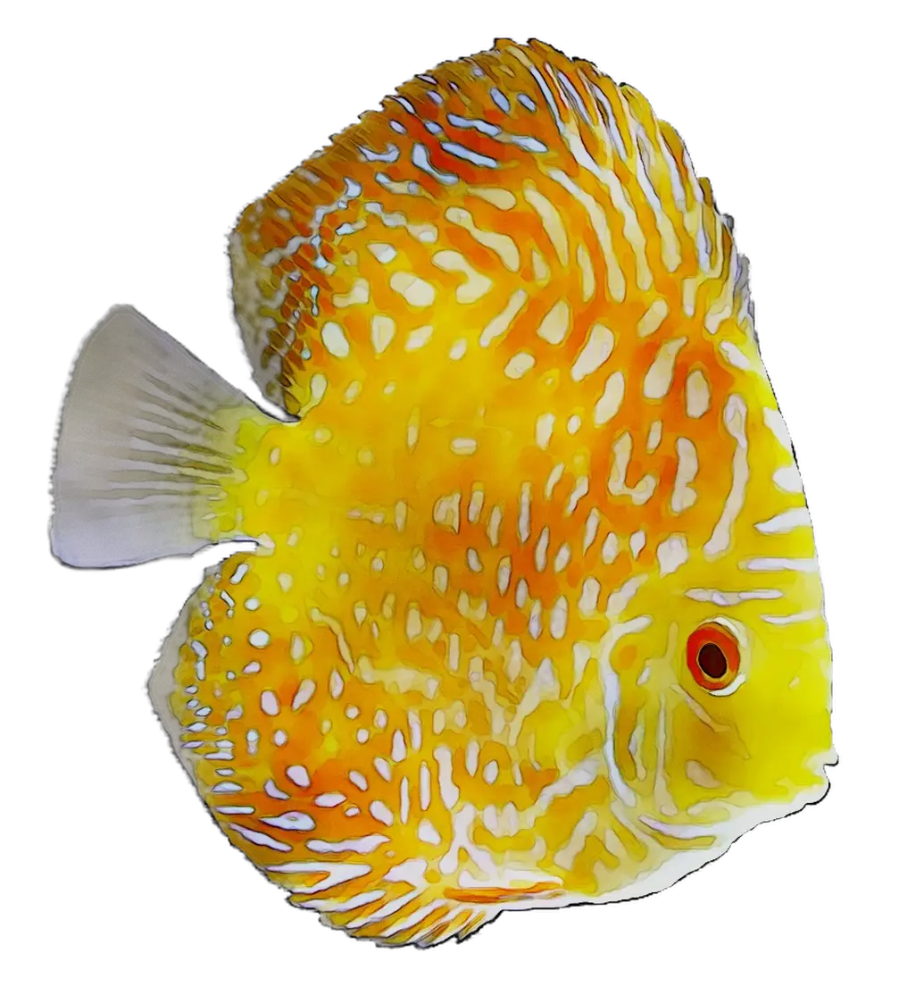 Beautiful Yellow Discus Fish