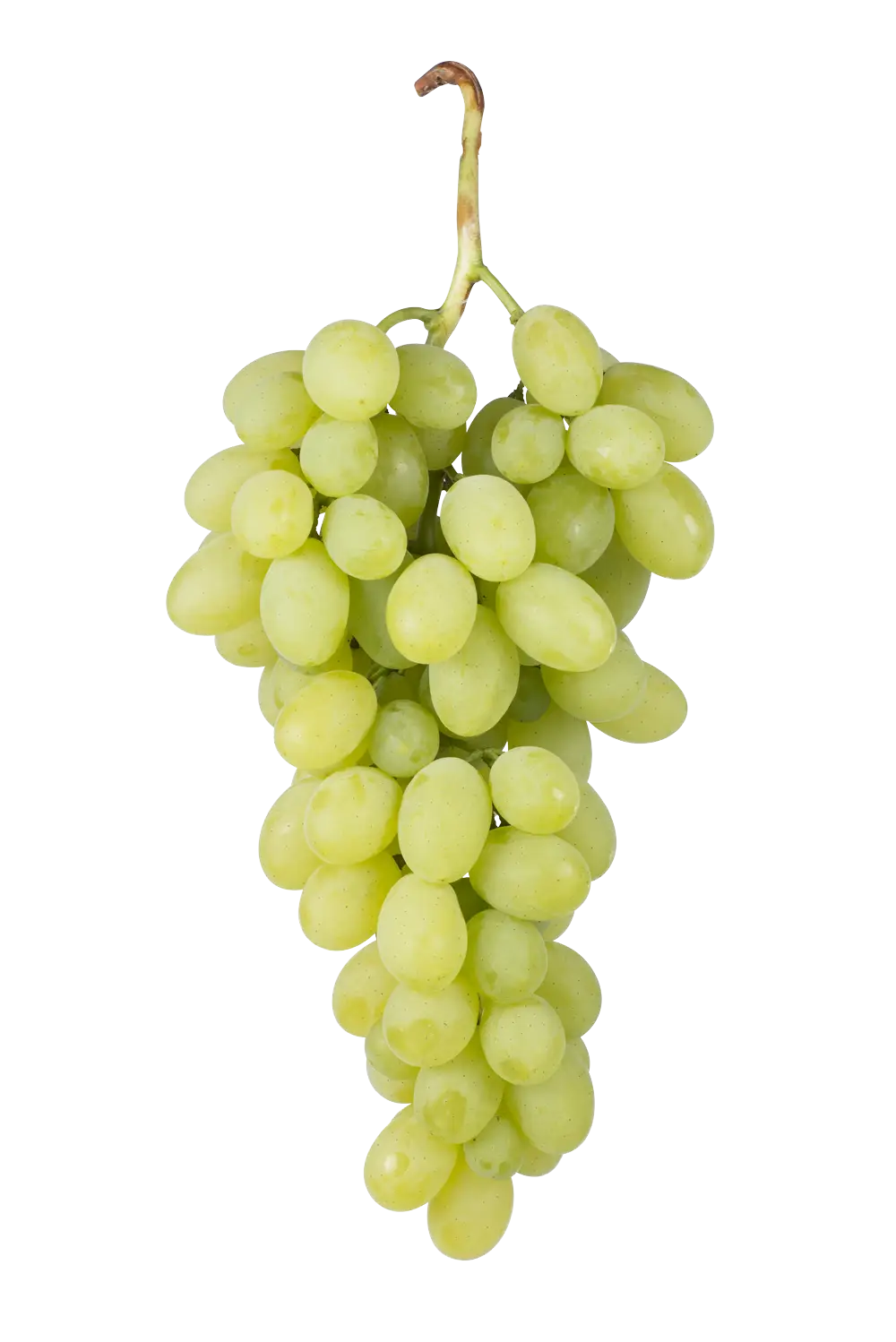 Green Grapes Bunch on White Background