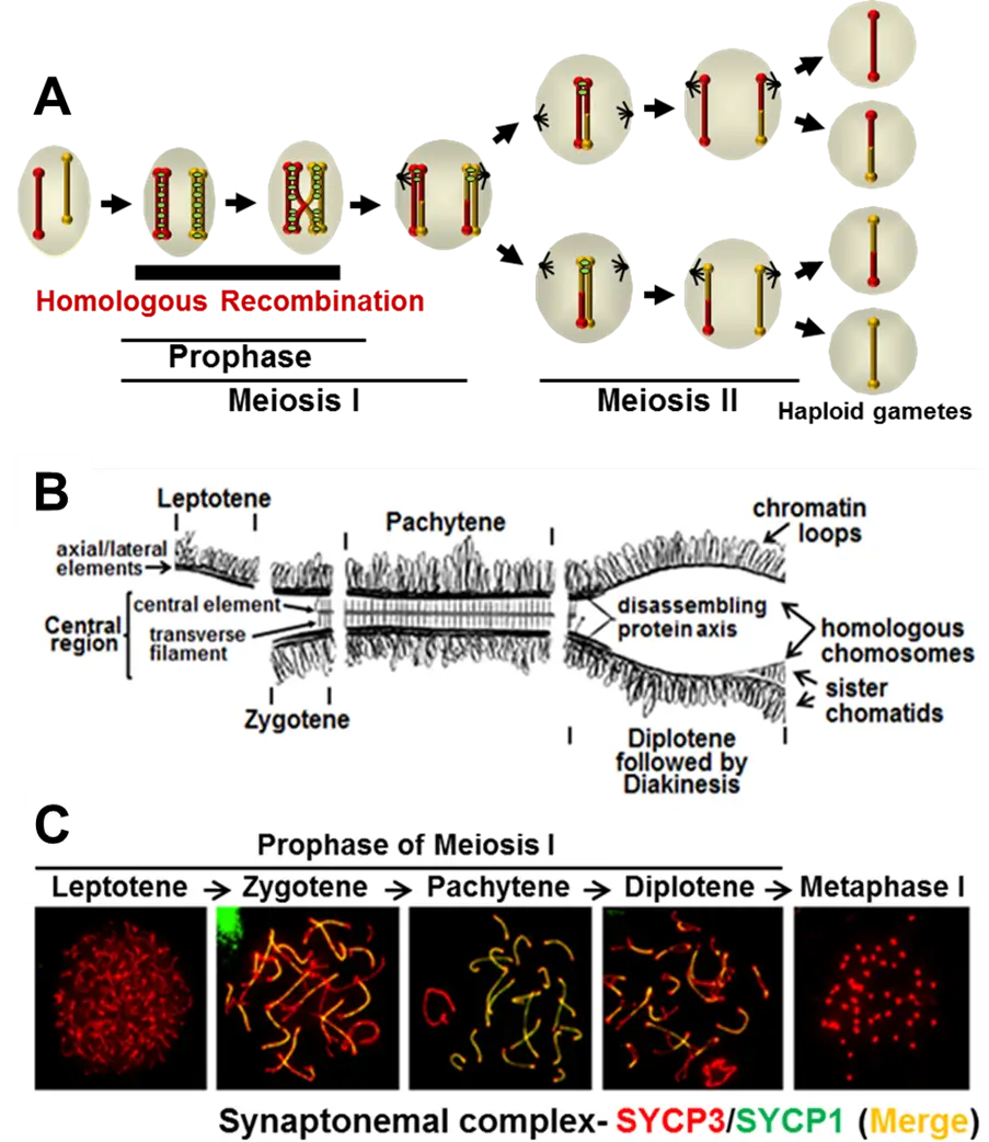 Detailed Meiosis Process Diagram