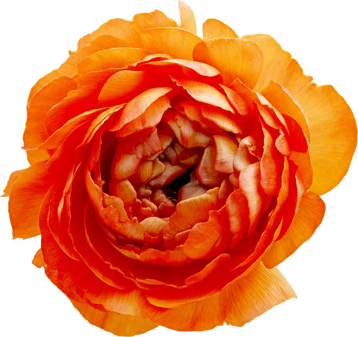 Orange Ranunculus Flower in Bloom