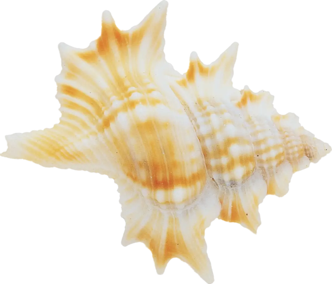 Beautiful Sea Shell