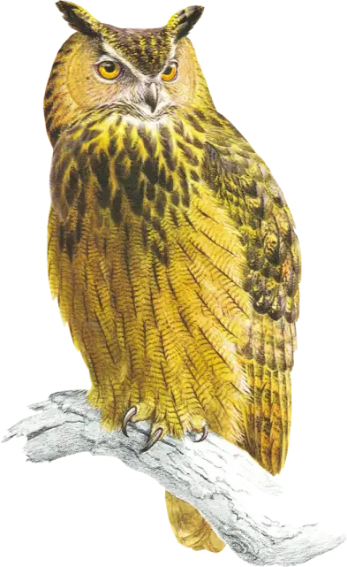 Owl Perched on Branch