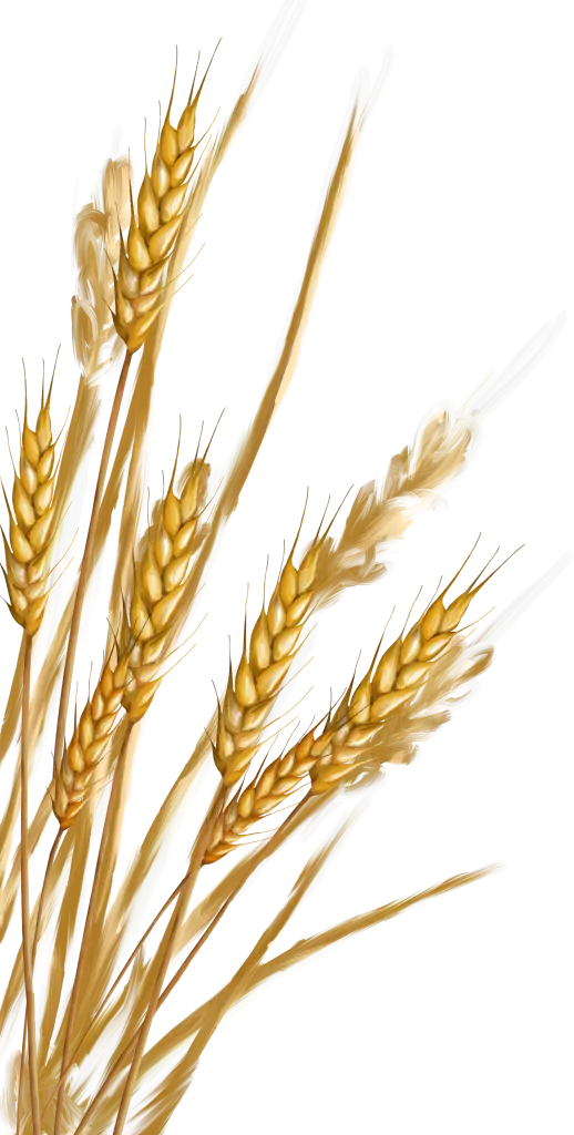 Golden Wheat Stalks Illustration