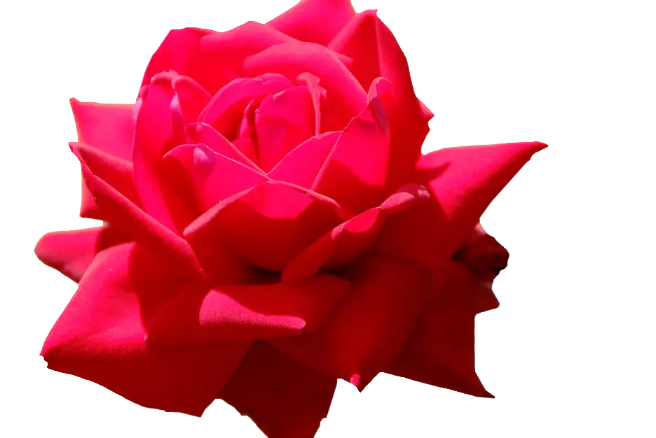 Beautiful Red Rose Blossom