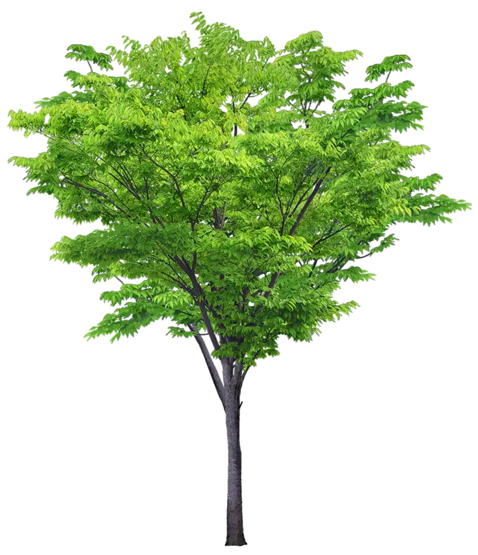 Lush Tree with Bright Green Foliage Illustration