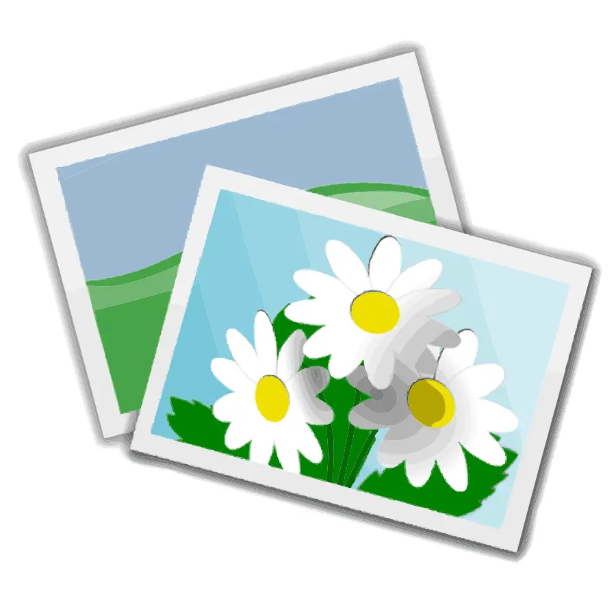 Photos of Daisies