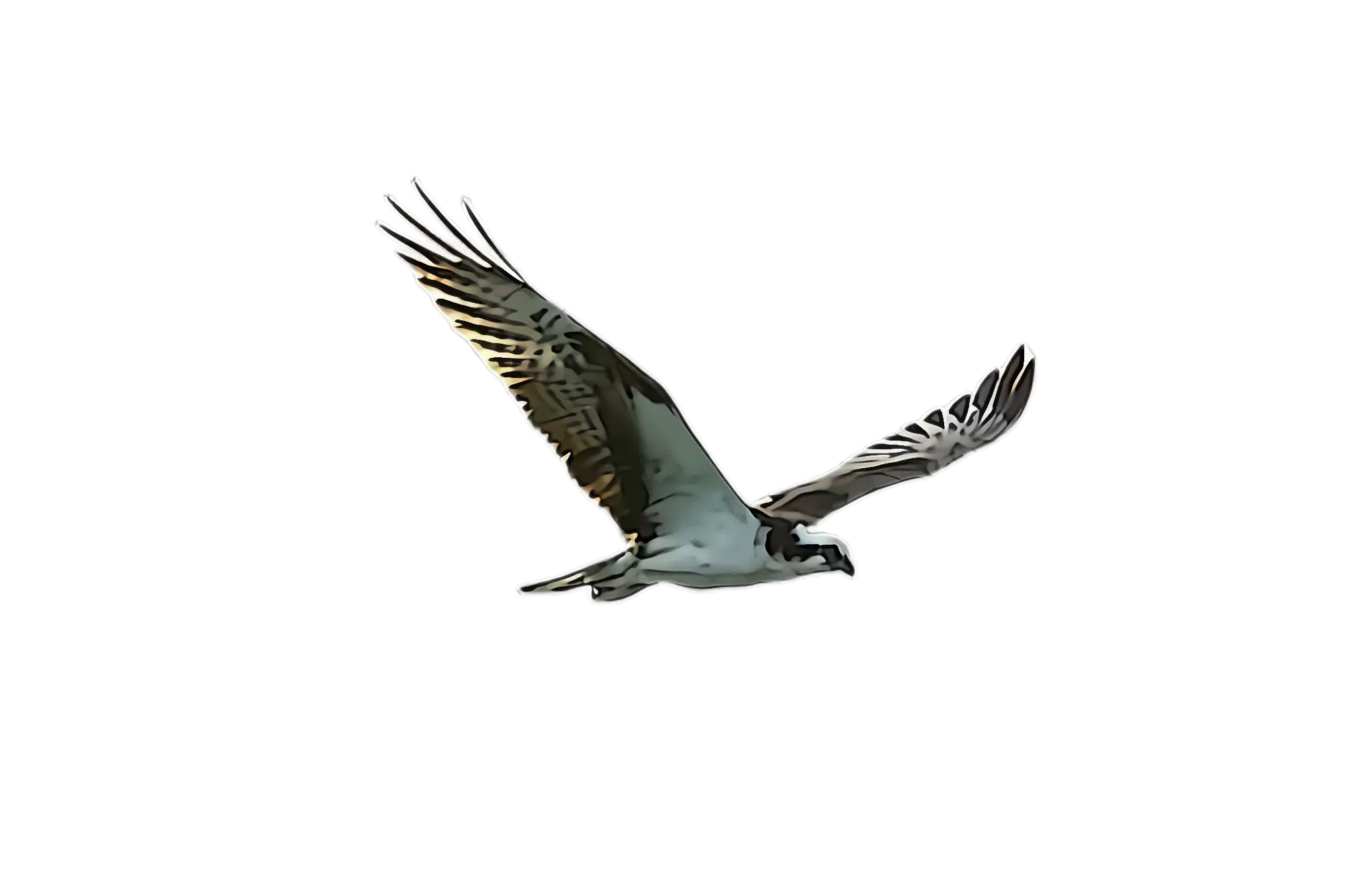 Flying Bird in Motion