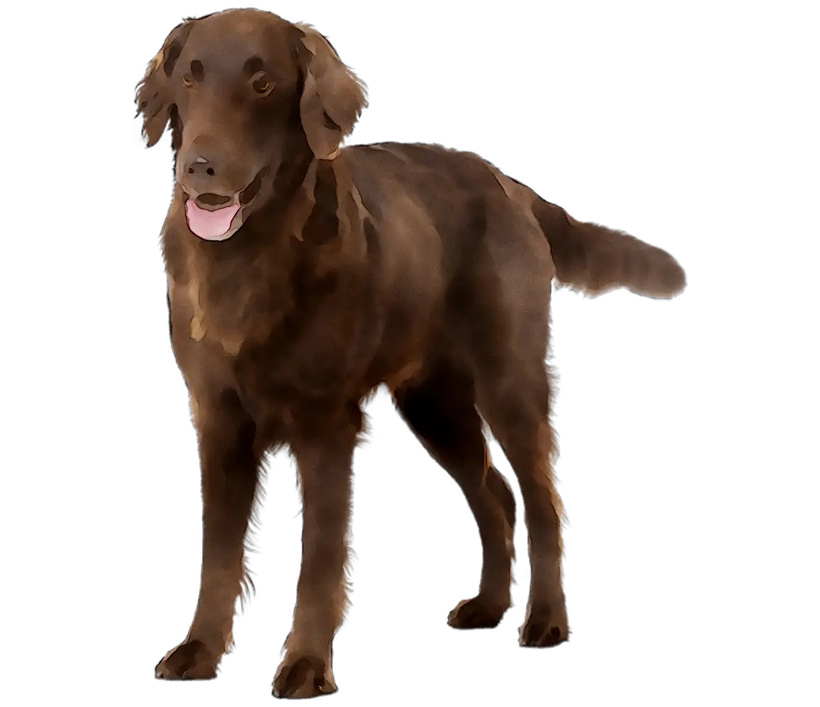 Brown Dog Standing in Playful Pose