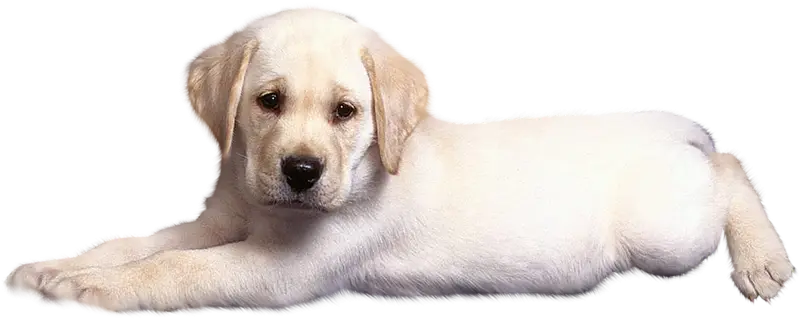 Cute Yellow Labrador Puppy Resting