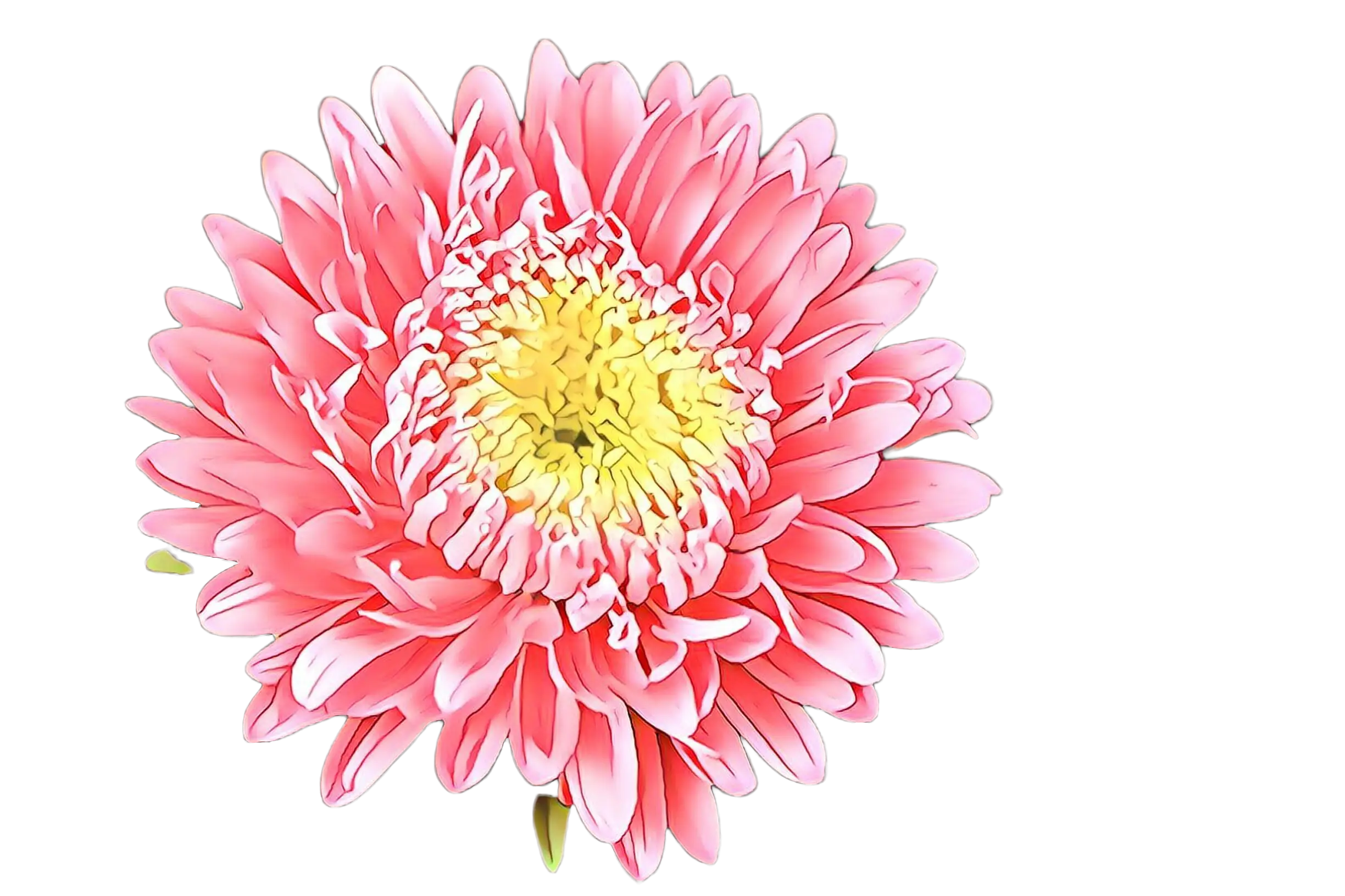 Pink Chrysanthemum Flower Illustration