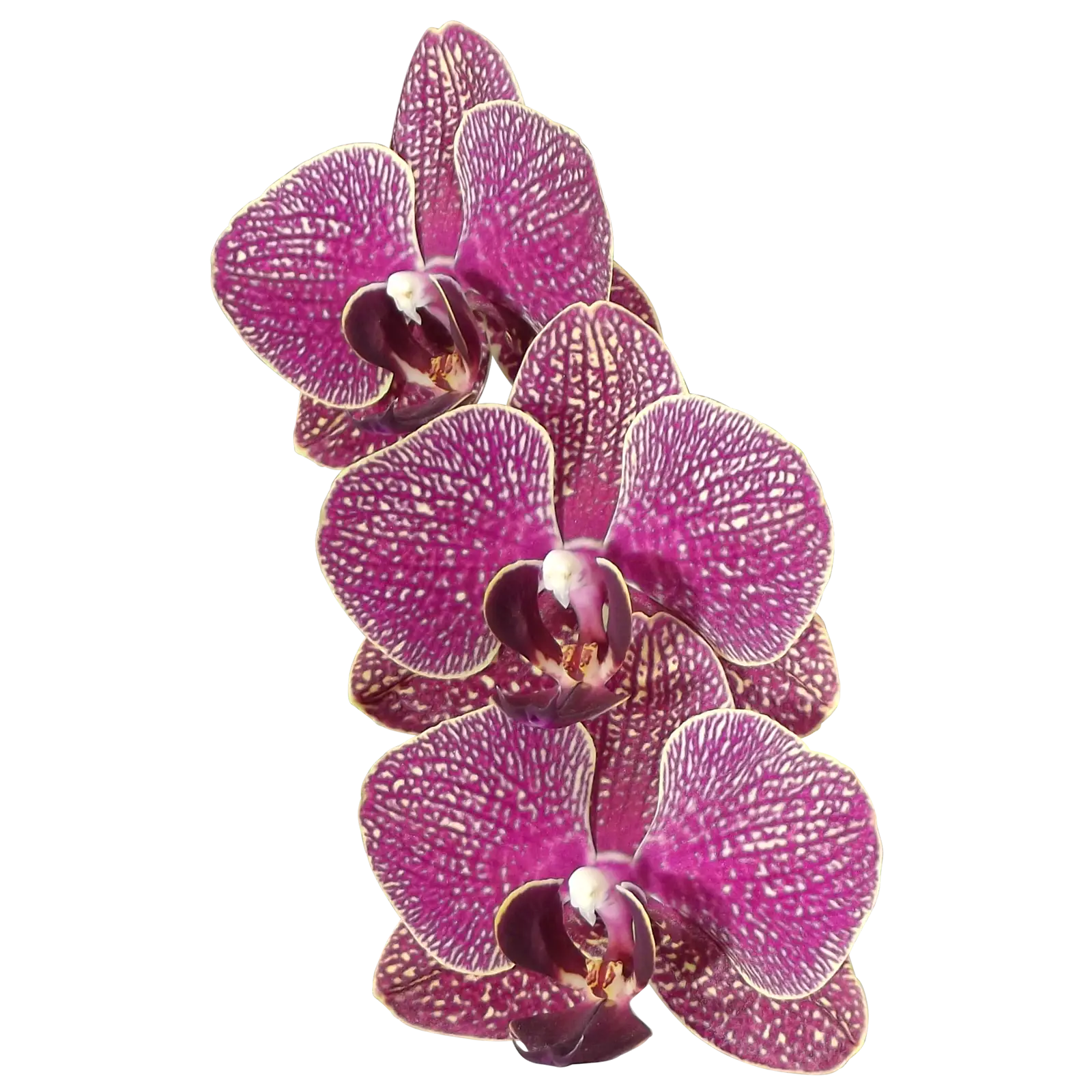 Purple Orchids in Bloom