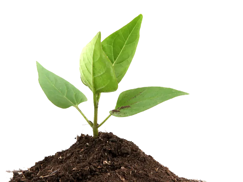 Young Green Plant Growing in Soil