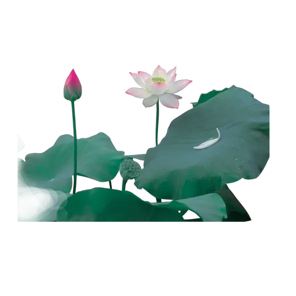 Beautiful Lotus Flower with Green Leaves