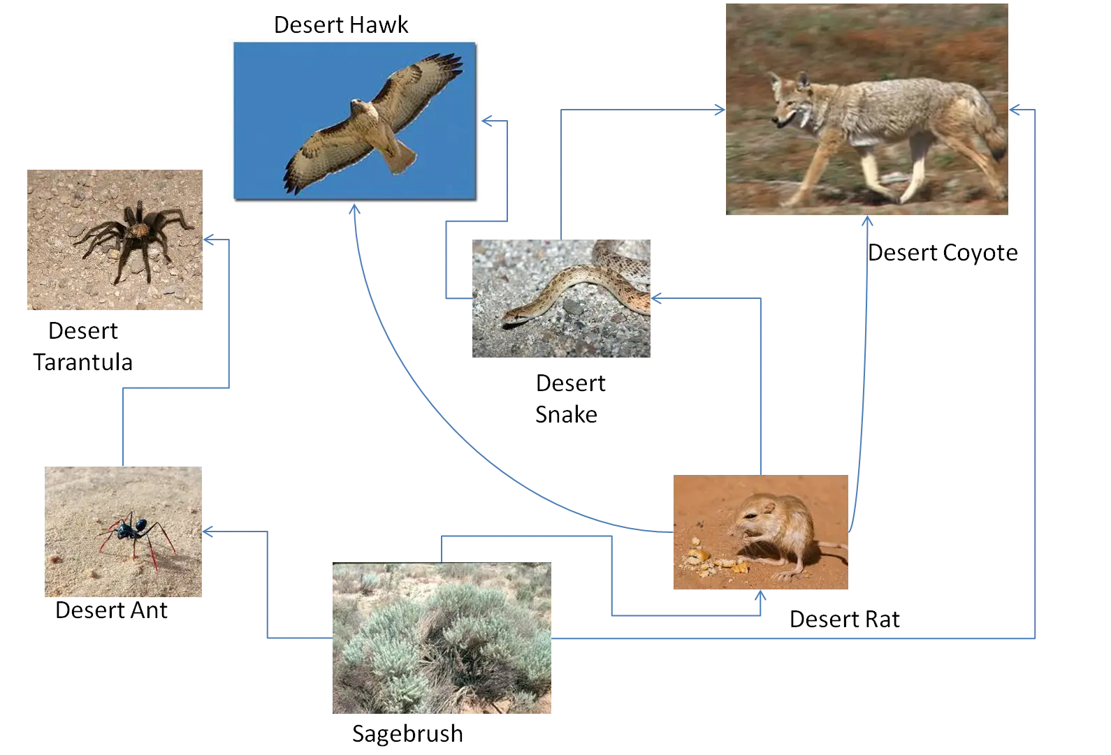 Desert Ecosystem Food Web Diagram