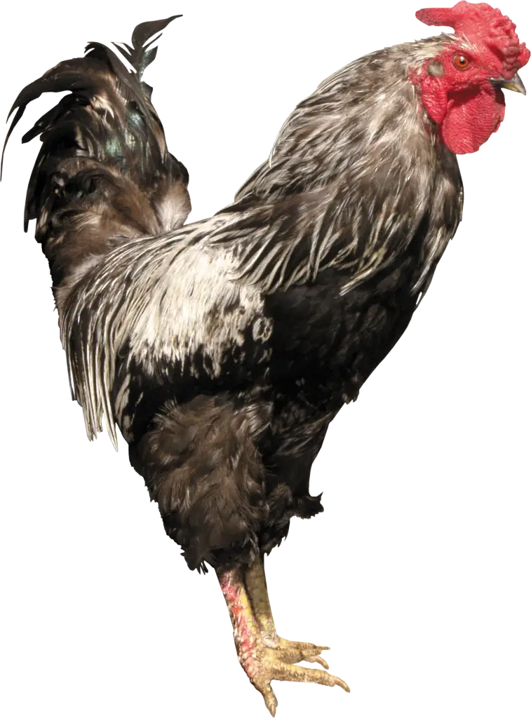 Standing Rooster Illustration