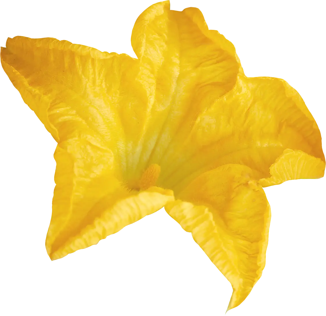 Bright Yellow Flower in Bloom