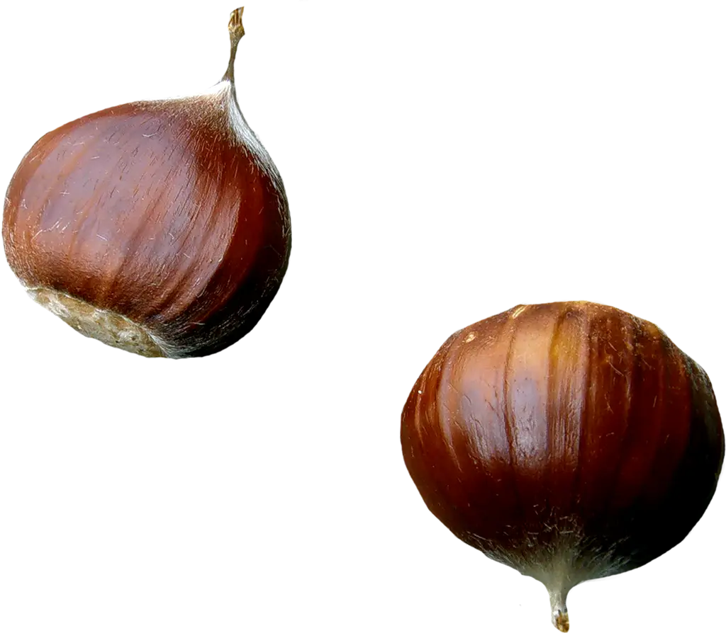 Realistic Chestnut Nuts
