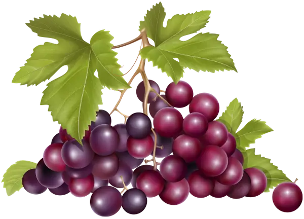 Purple Grapes on Vine Illustration