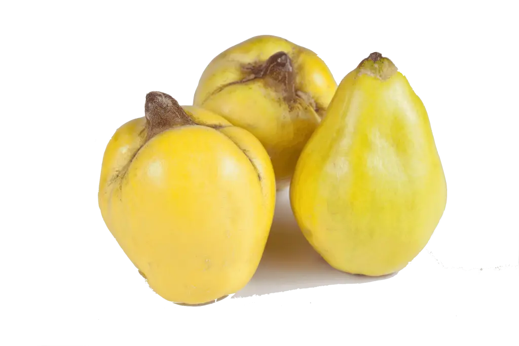 Yellow Quinces Fruit