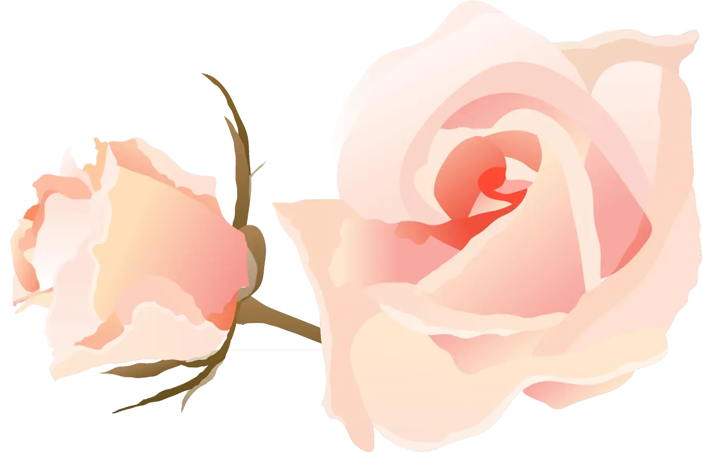 Light Pink Roses with Delicate Petals