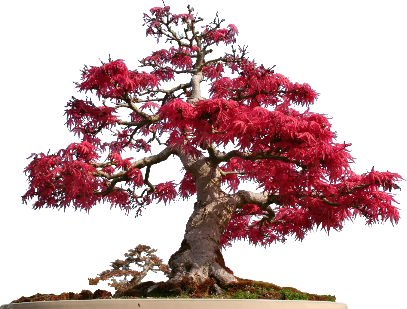 Beautiful Red Tree