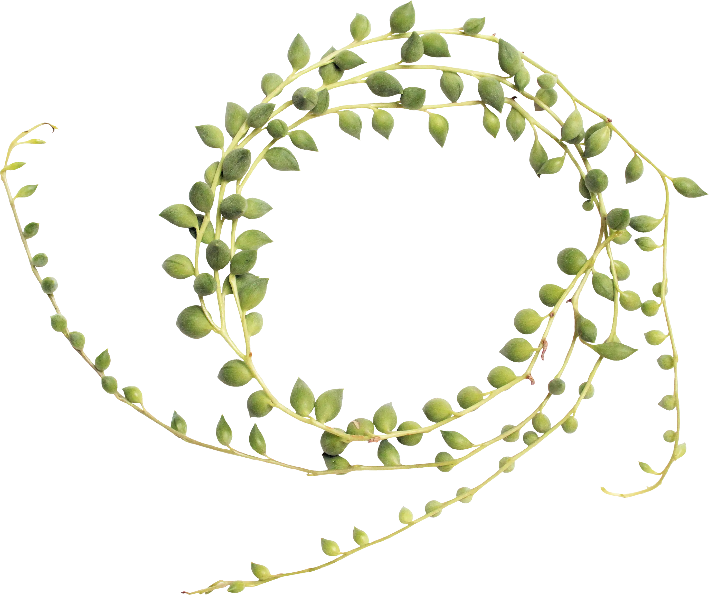 String of Pearls Green Succulent Plant