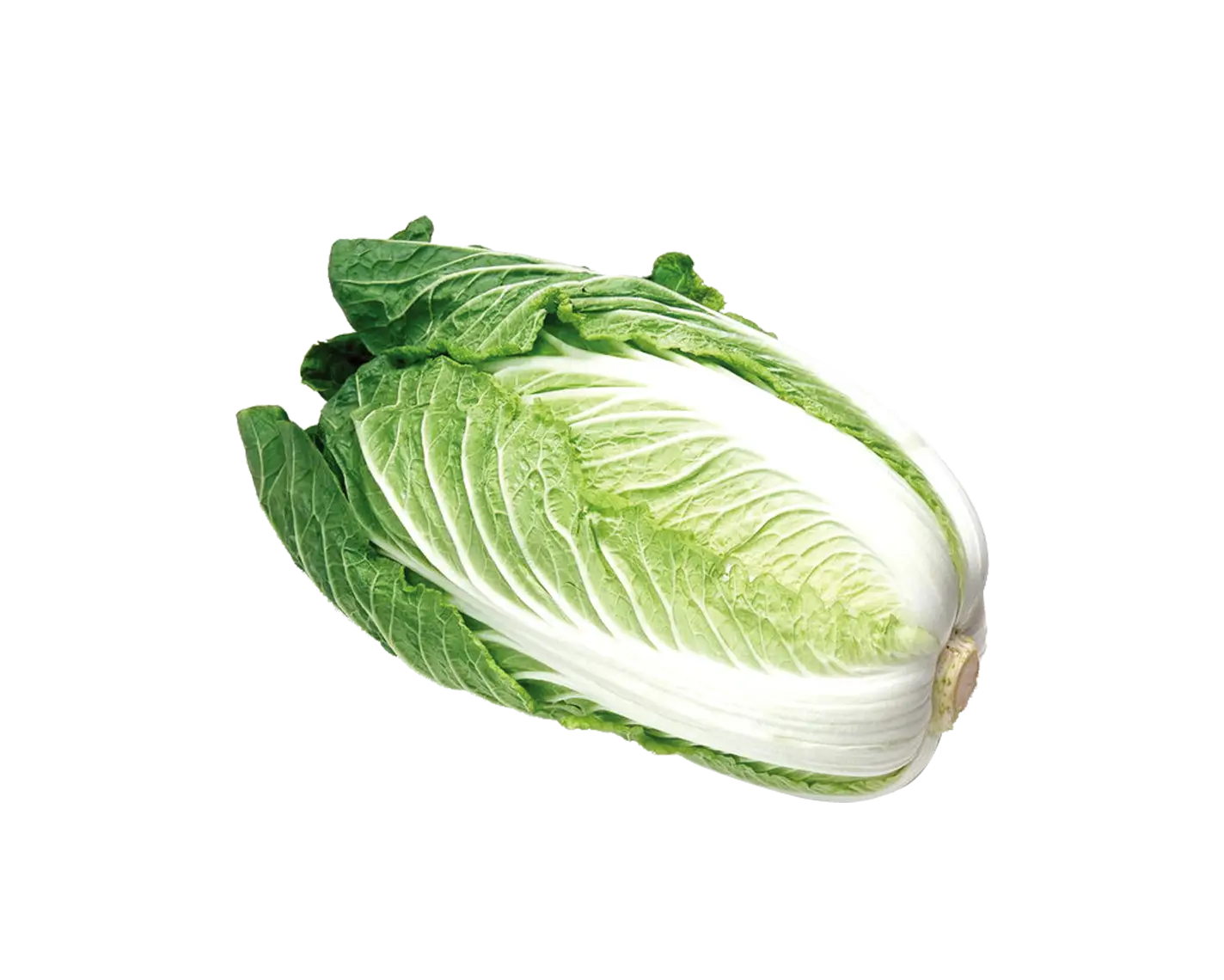 Fresh Chinese Cabbage for Healthy Cooking