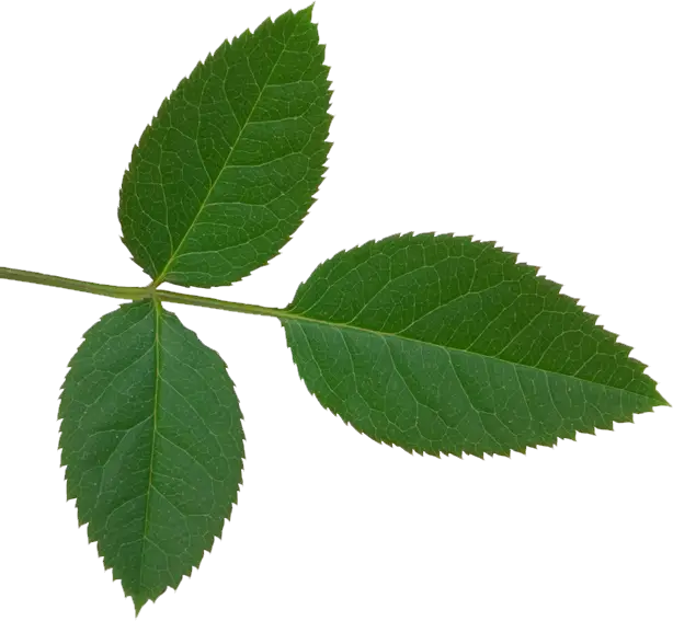 Three Green Leaves on a Stem