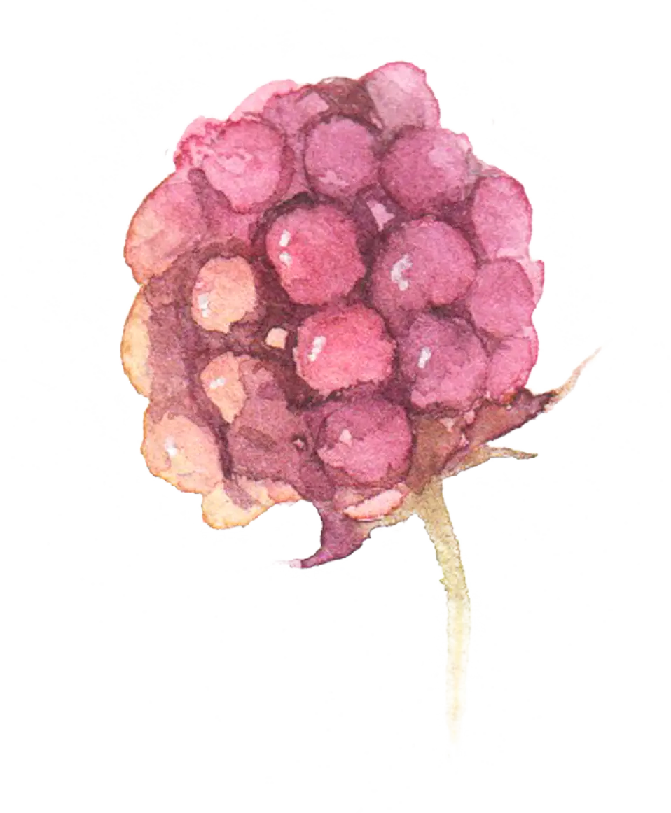 Watercolor Berry