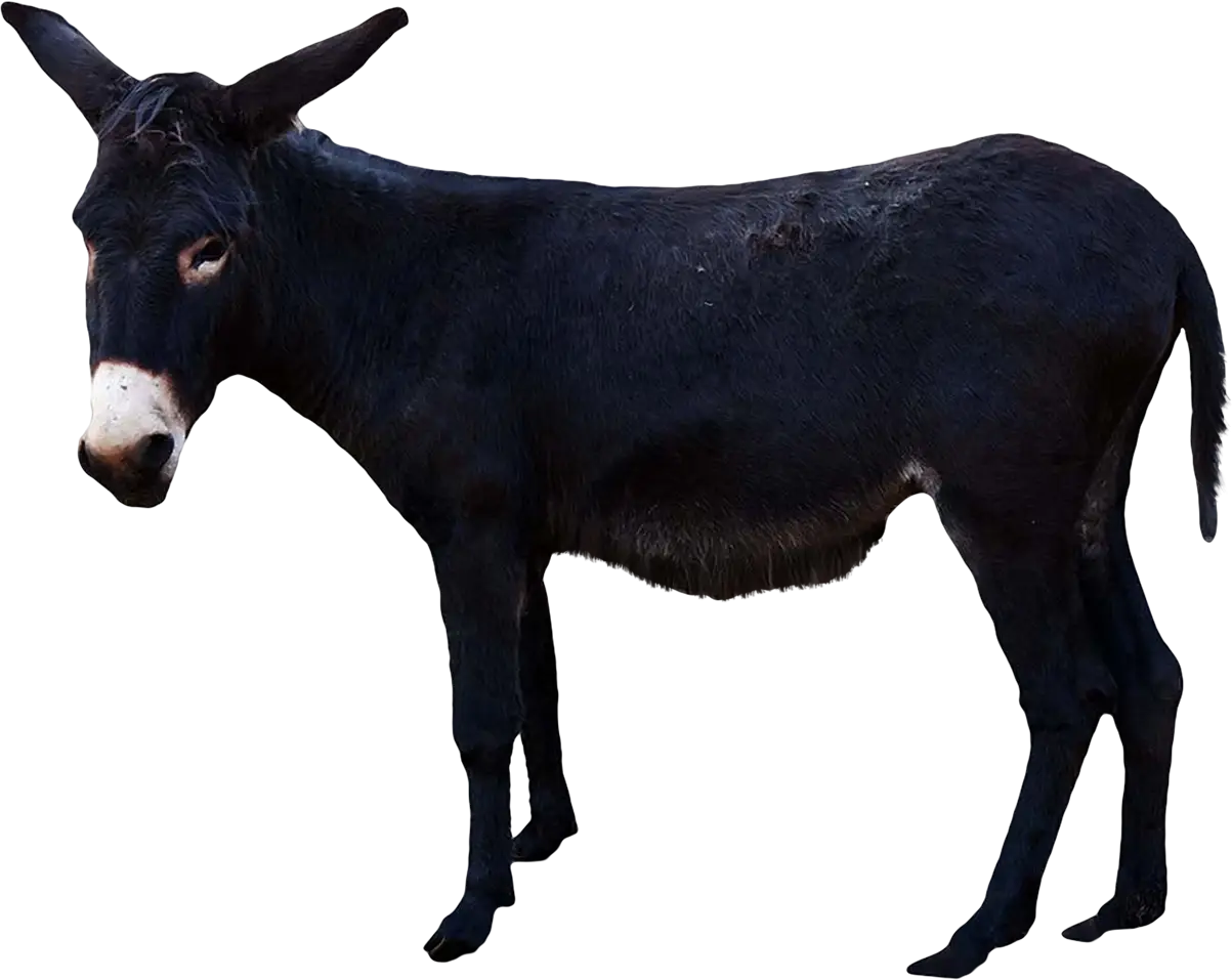 Black Donkey Standing