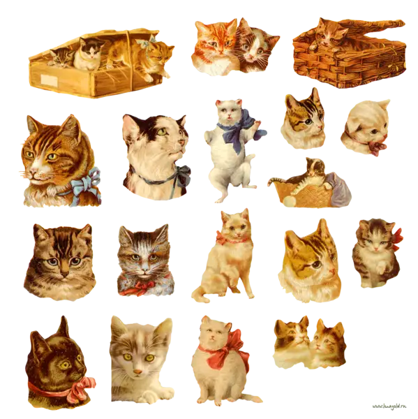 Cute Cat Illustrations