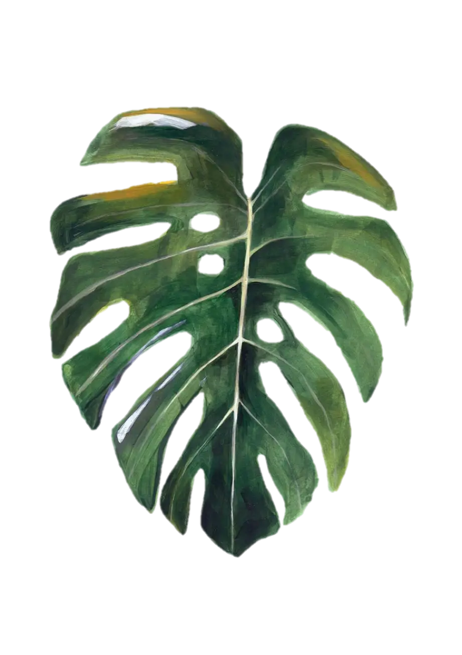 Tropical Monstera Leaf Illustration