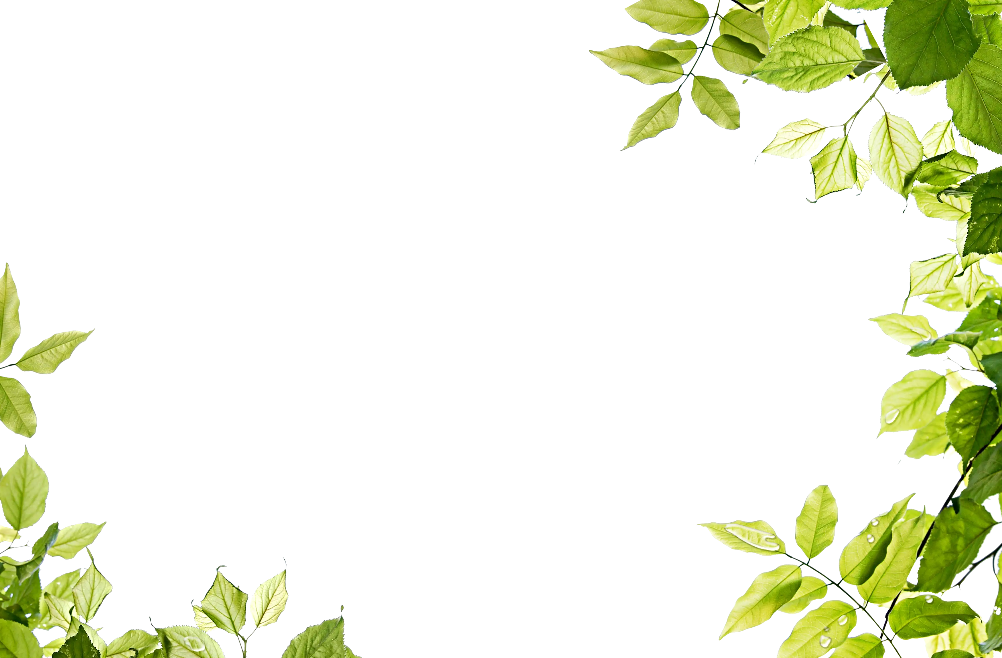 Green Leaves Frame