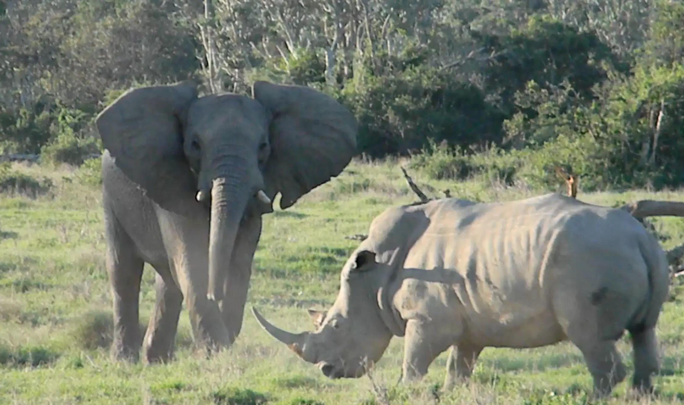 Elephant and Rhino in the Wild