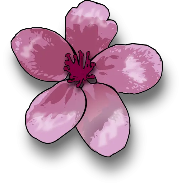 Beautiful Pink Flower