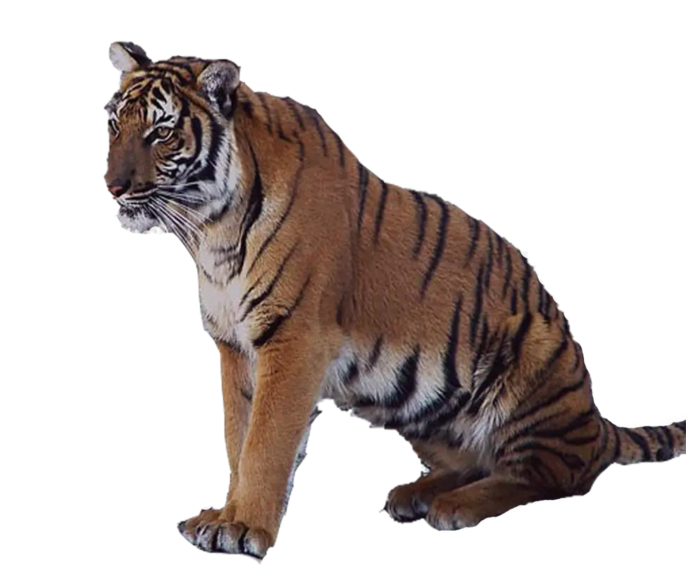 Sitting Tiger with Bold Stripes