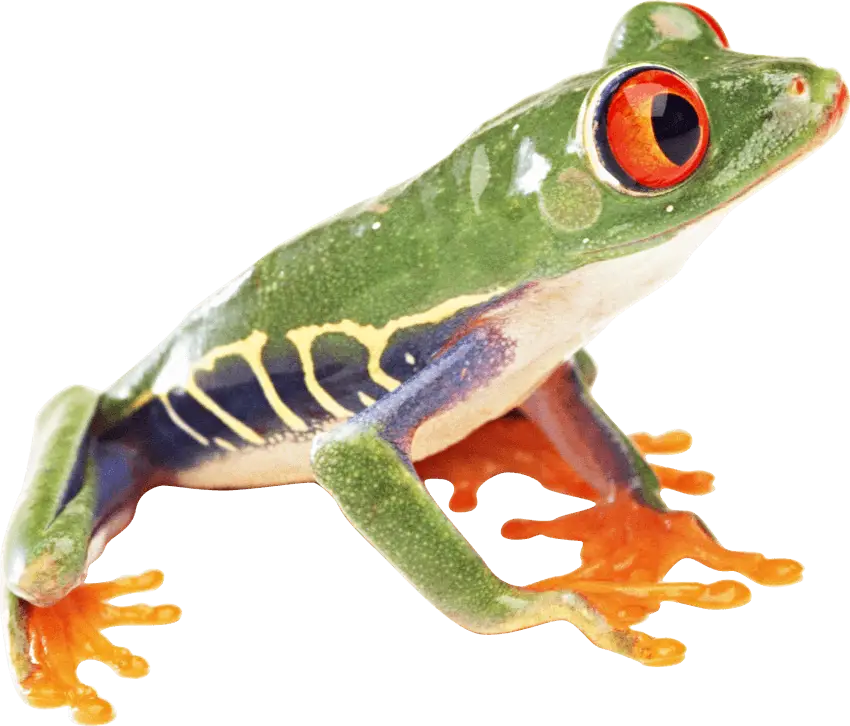 Green Tree Frog with Vibrant Red Eyes
