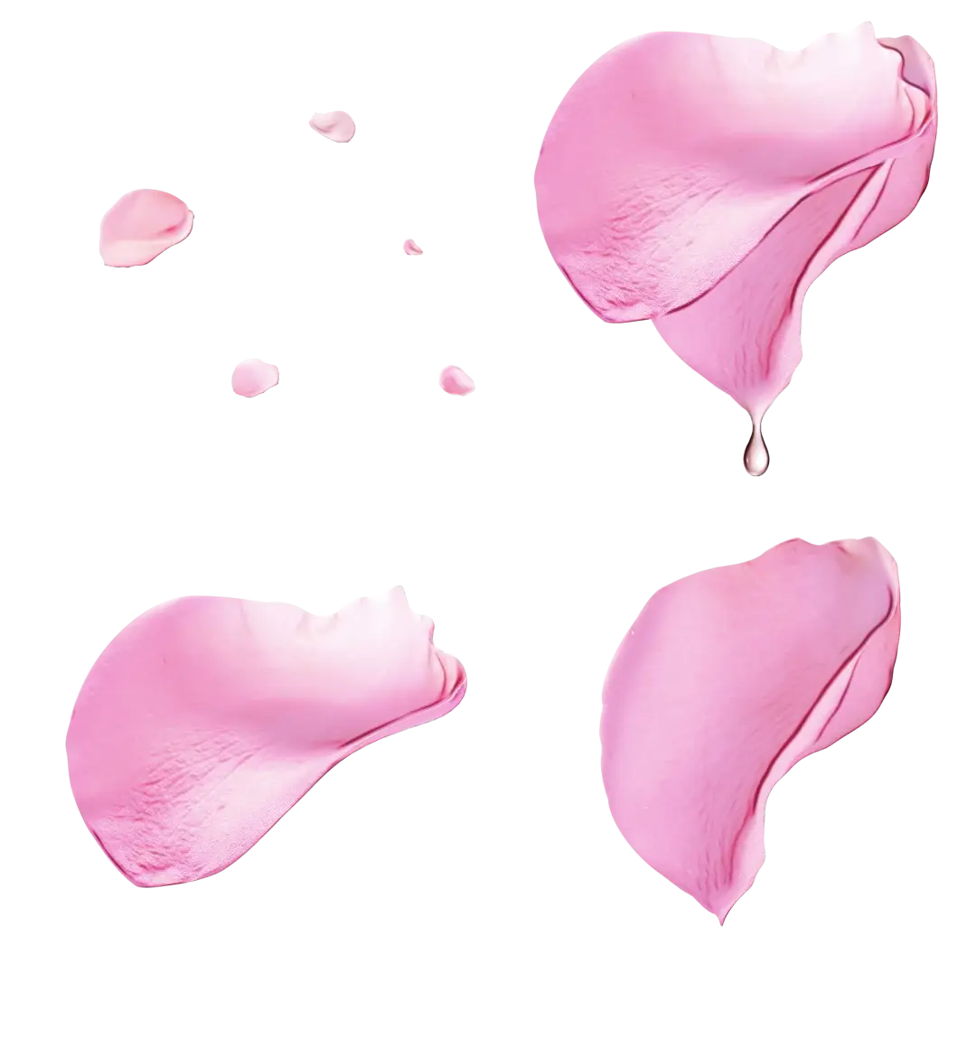 Pink Rose Petals in Decorative Style